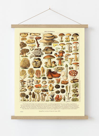 Mushrooms Natural History Vintage Art Wall Art Print 50x70cm Poster Hanger