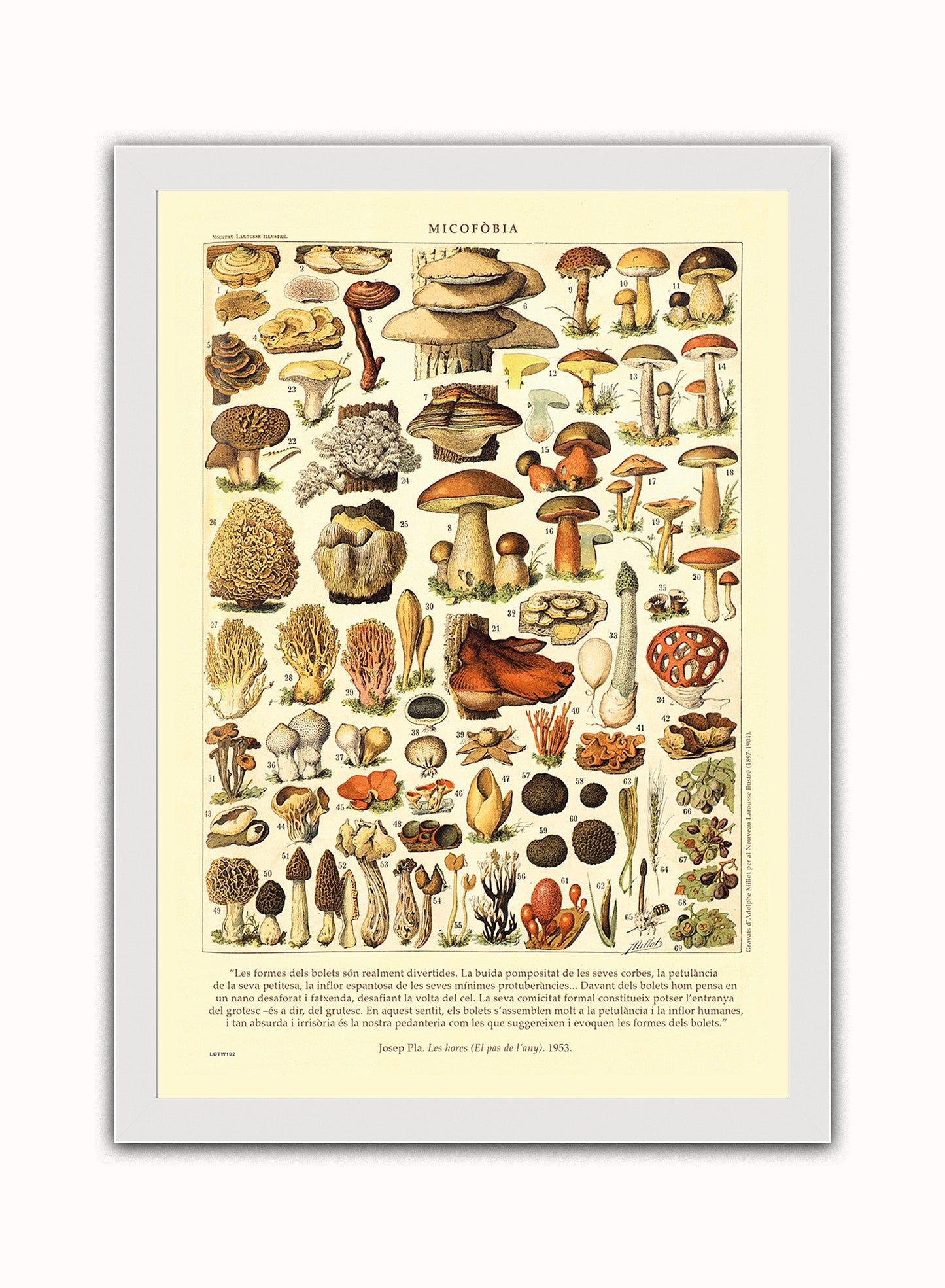 Mushrooms Natural History Vintage Art Wall Art Print 50x70cm White Frame