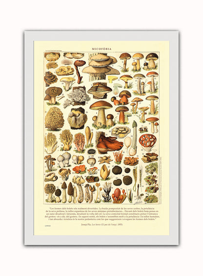 Mushrooms Natural History Vintage Art Wall Art Print 50x70cm White Frame