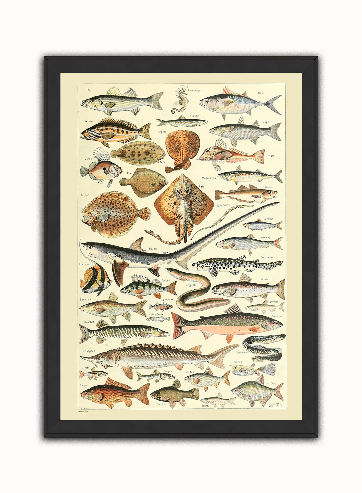 Fish Natural History Vintage Art Wall Art Print 50x70cm Black Frame