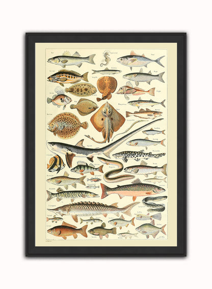Fish Natural History Vintage Art Wall Art Print 50x70cm Black Frame