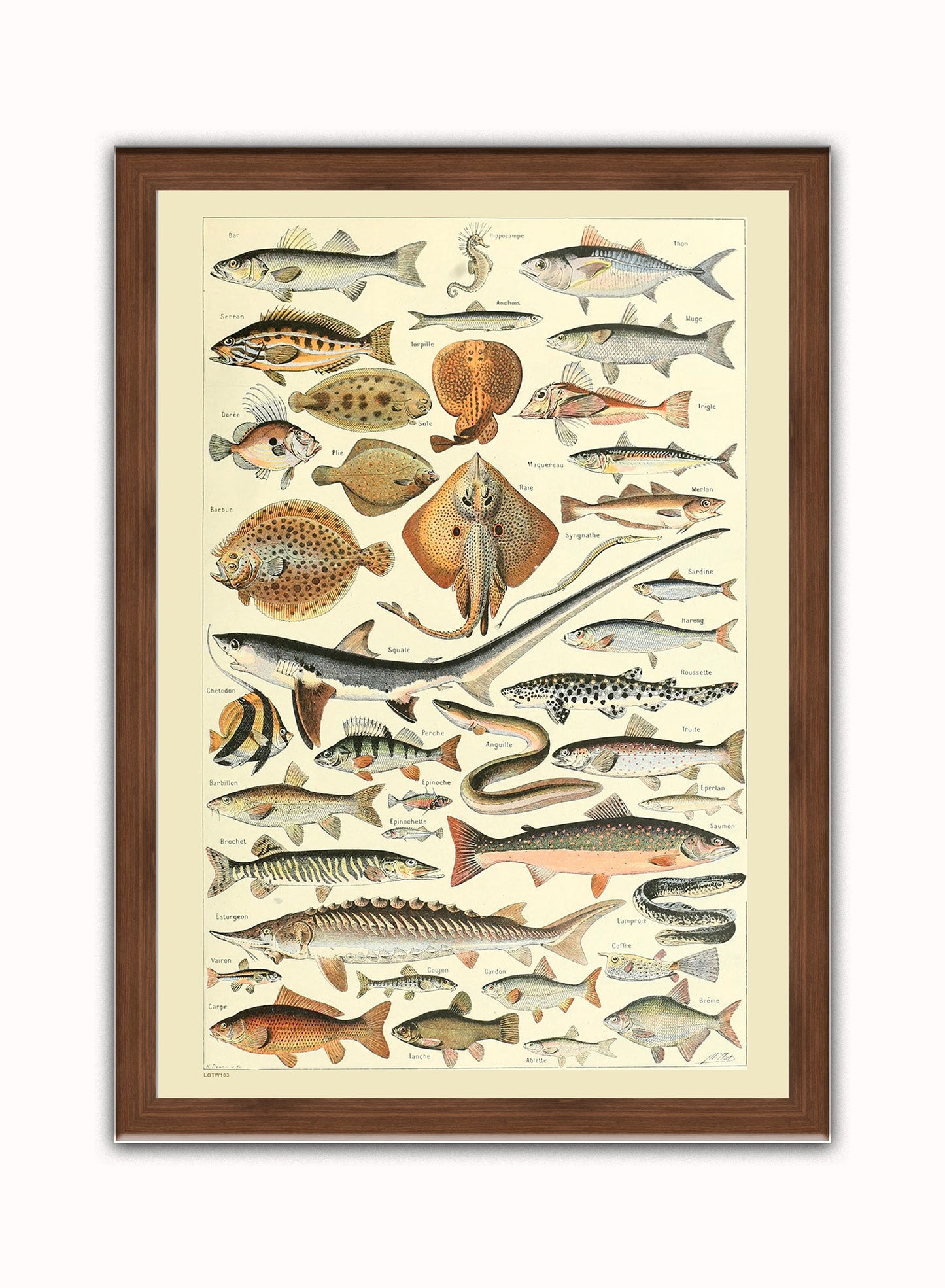 Fish Natural History Vintage Art Wall Art Print 50x70cm Dark Wood Frame