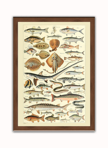 Fish Natural History Vintage Art Wall Art Print 50x70cm Dark Wood Frame