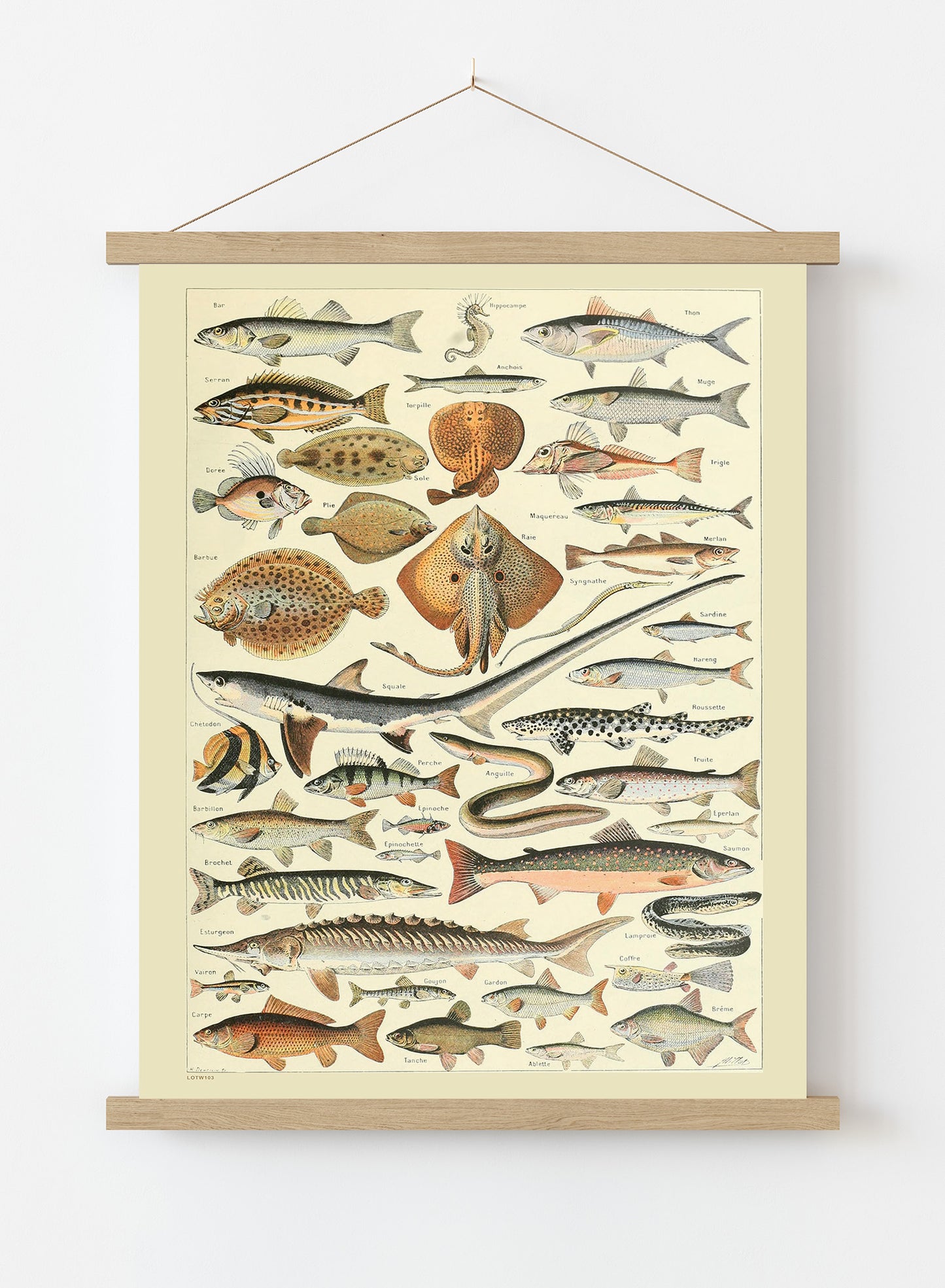Fish Natural History Vintage Art Wall Art Print 50x70cm Poster Hanger