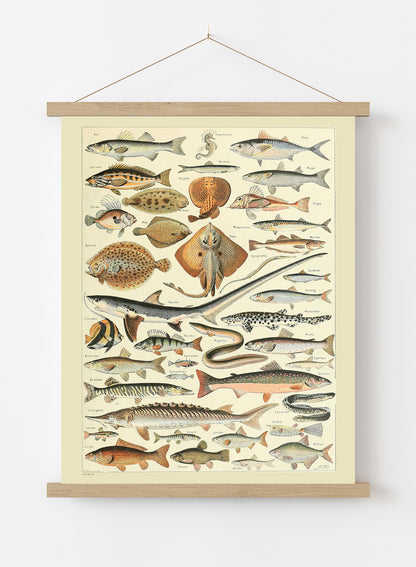 Fish Natural History Vintage Art Wall Art Print 50x70cm Poster Hanger