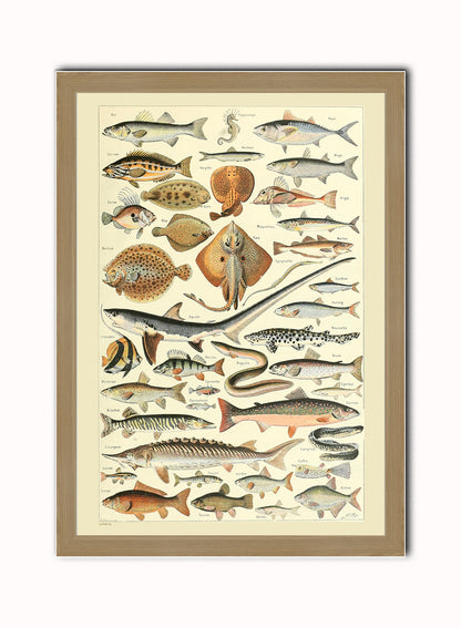 Fish Natural History Vintage Art Wall Art Print 50x70cm Light Wood Frame