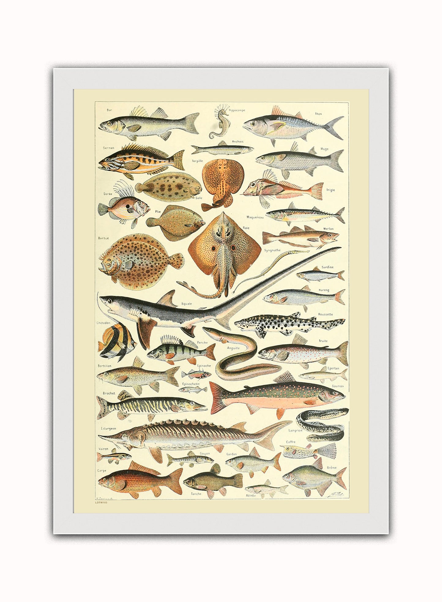 Fish Natural History Vintage Art Wall Art Print 50x70cm White Frame