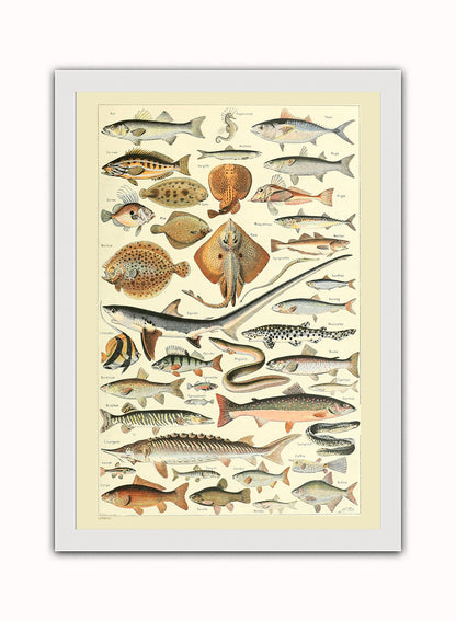 Fish Natural History Vintage Art Wall Art Print 50x70cm White Frame