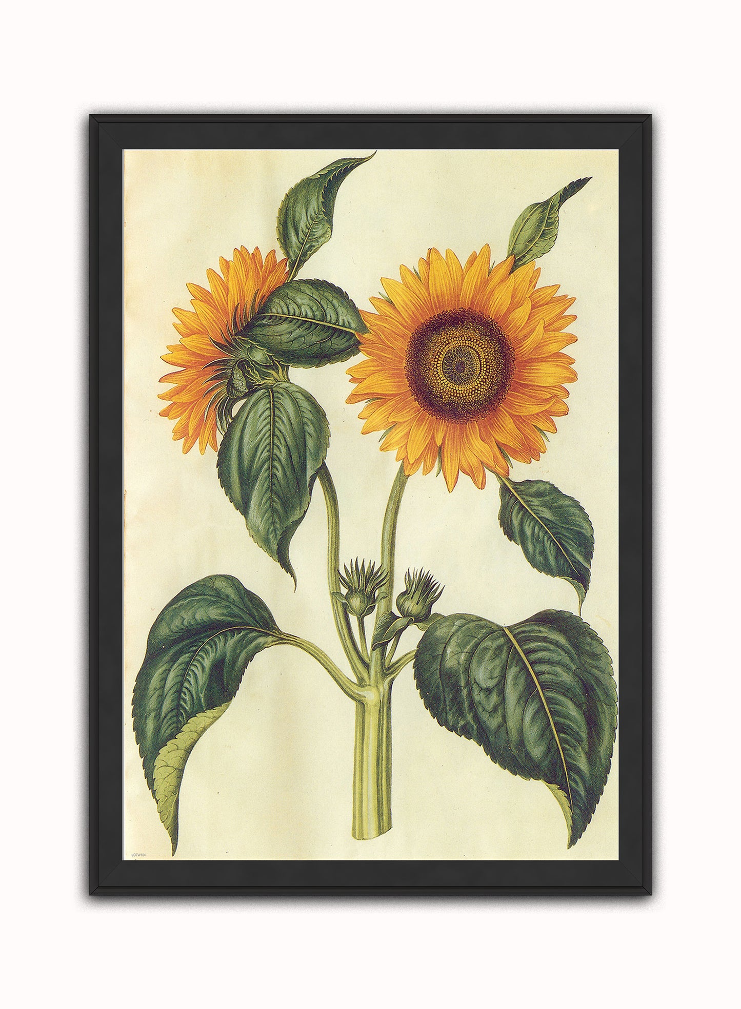 Sunflower Natural History Botanical Wall Art Print 50x70cm Black Frame