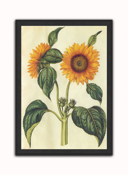 Sunflower Natural History Botanical Wall Art Print 50x70cm Black Frame