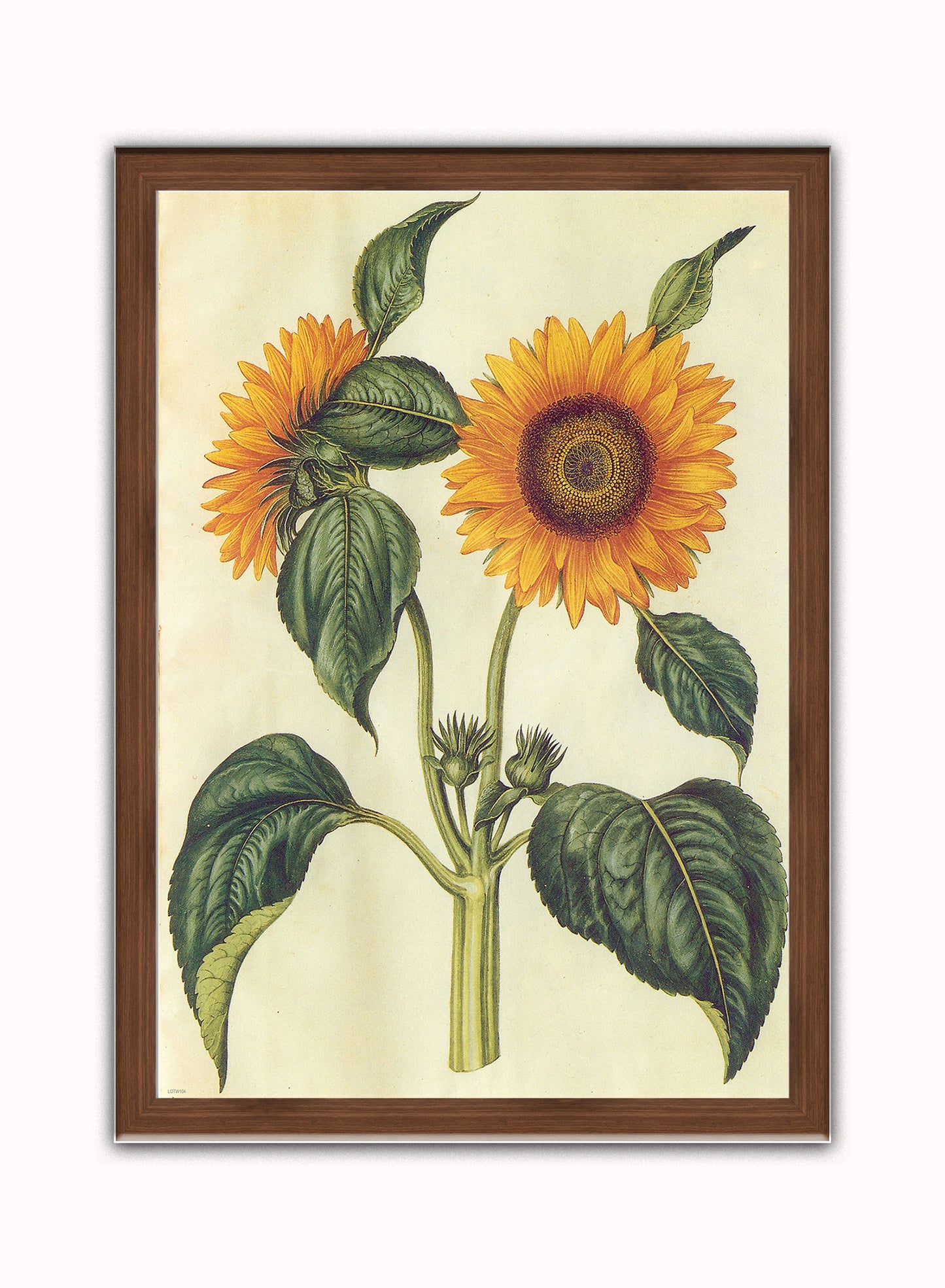Sunflower Natural History Botanical Wall Art Print 50x70cm Dark Wood Frame