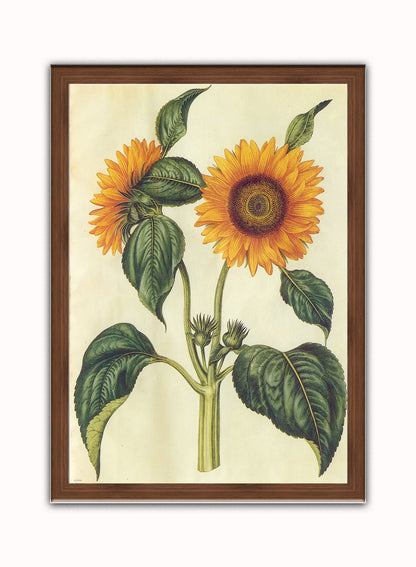 Sunflower Natural History Botanical Wall Art Print 50x70cm Dark Wood Frame