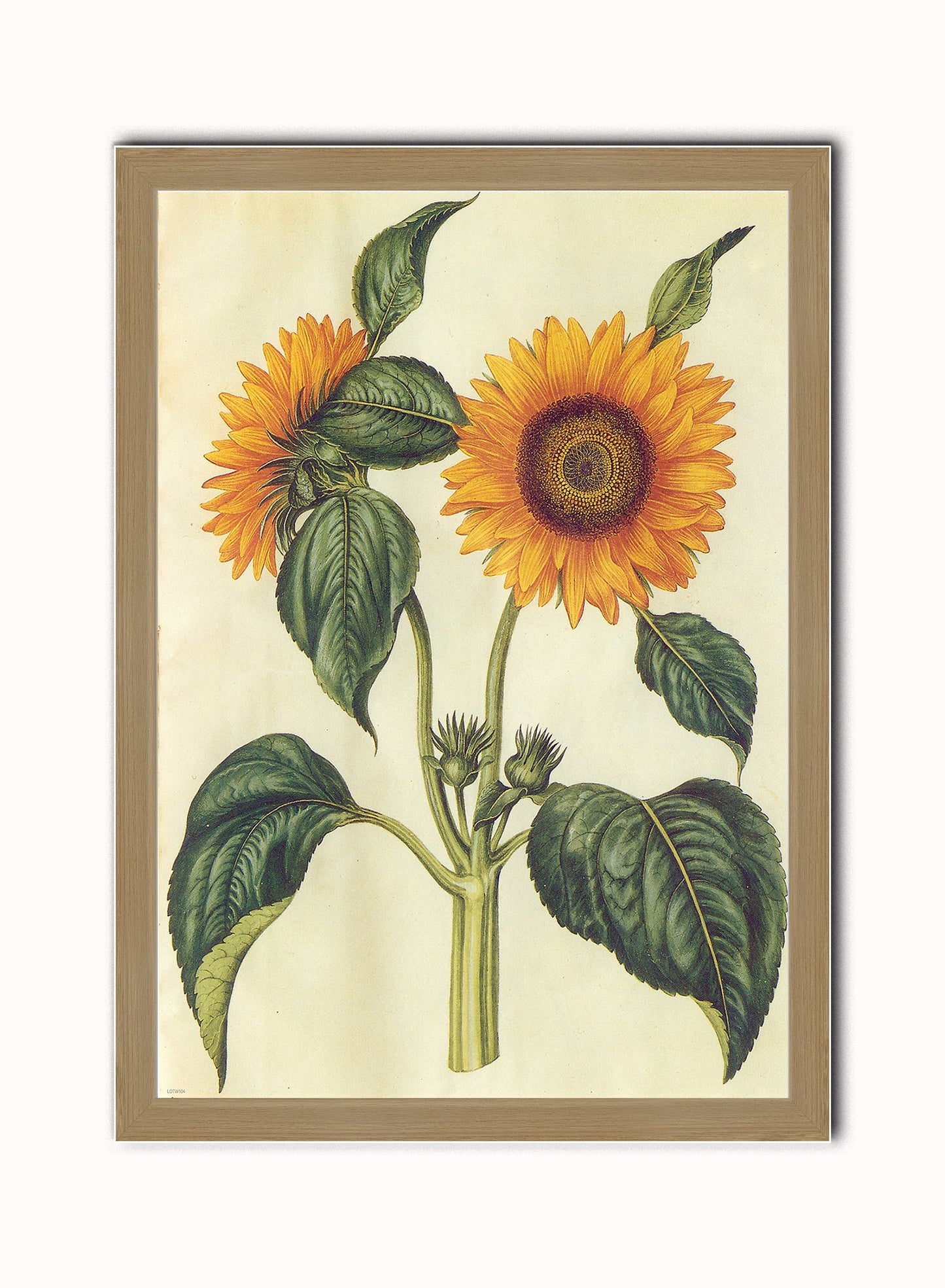 Botanical & Natural History Wall Art Set of 4 – Framed Vintage Prints 50x70cm