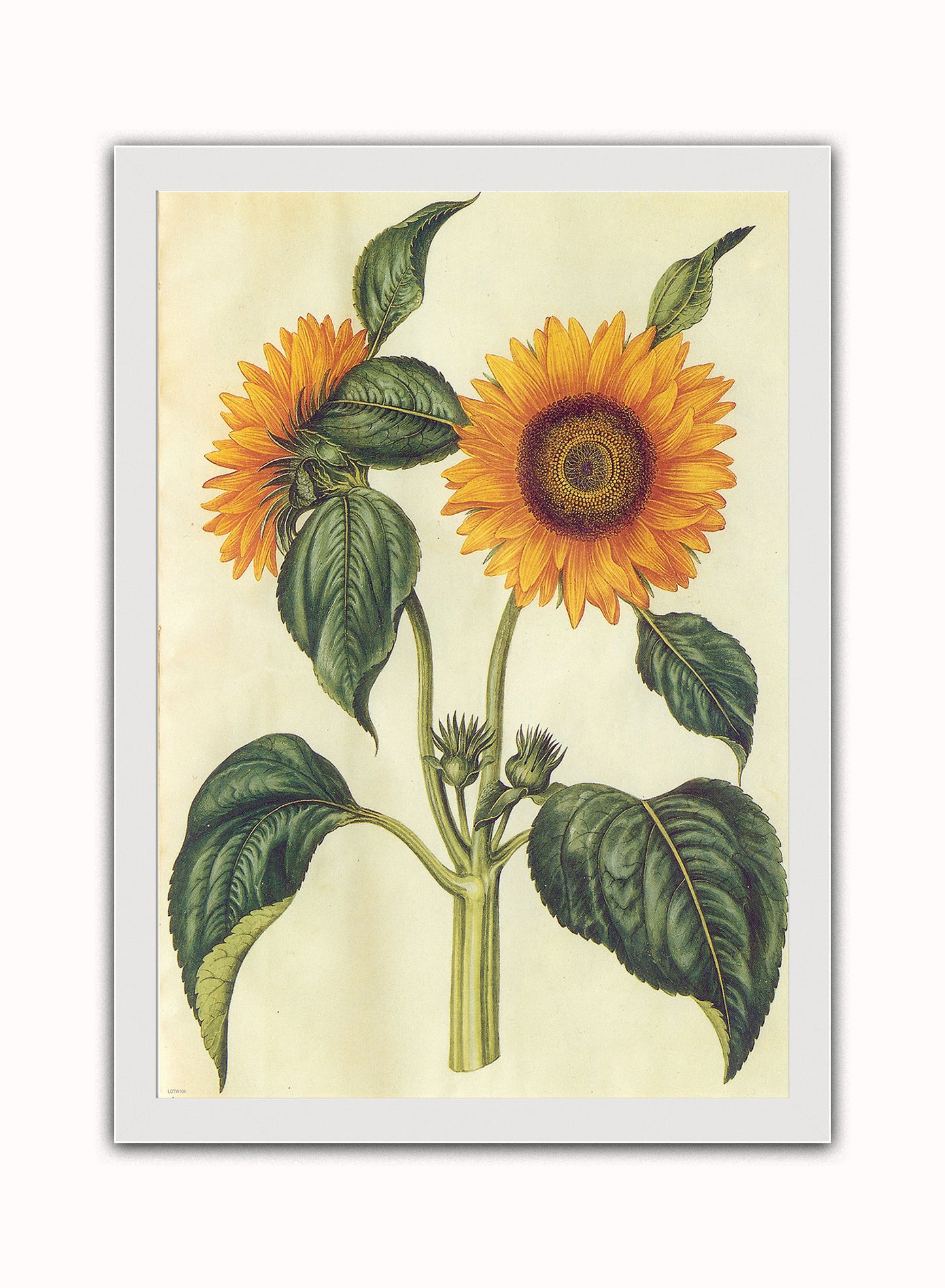 Sunflower Natural History Botanical Wall Art Print 50x70cm White Frame