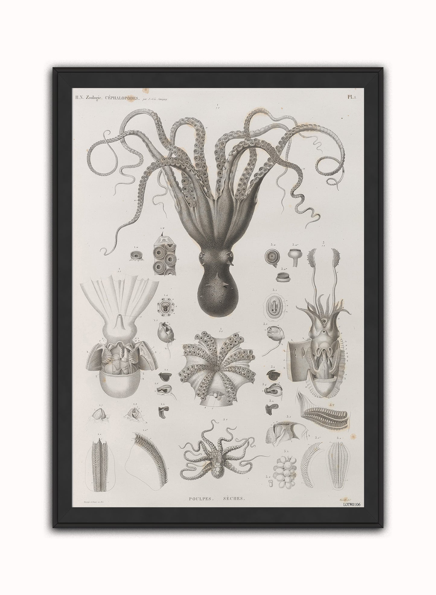 Octopus Natural History Vintage Art Wall Art Print 50x70cm Black Frame