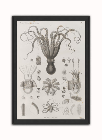 Octopus Natural History Vintage Art Wall Art Print 50x70cm Black Frame