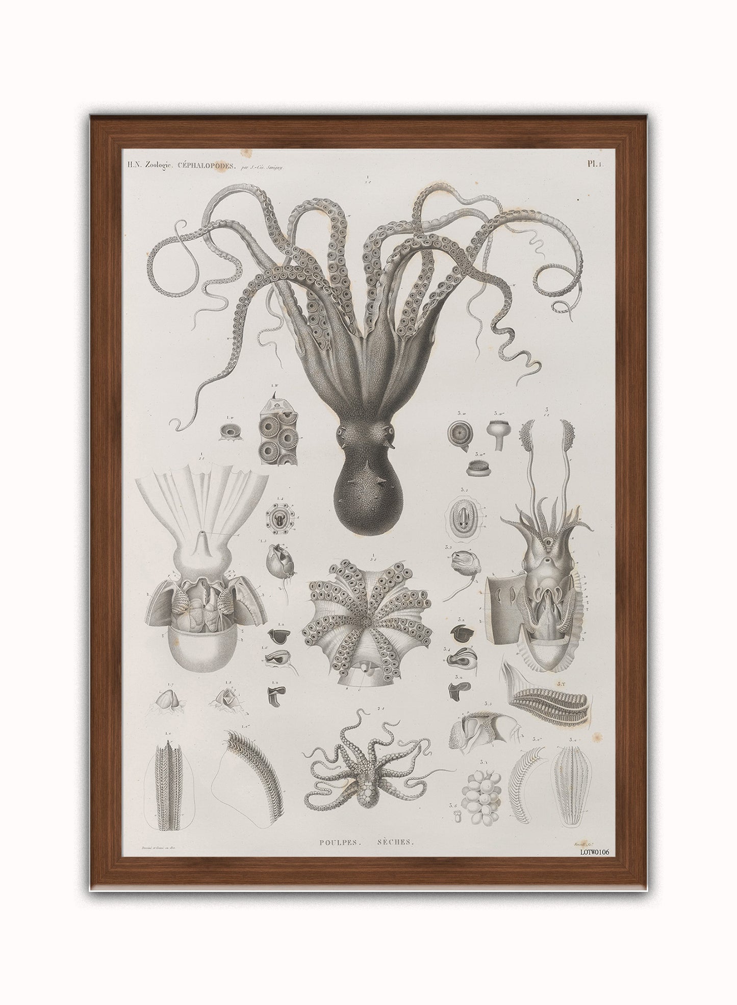 Octopus Natural History Vintage Art Wall Art Print 50x70cm Dark Wood Frame