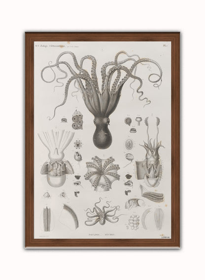 Octopus Natural History Vintage Art Wall Art Print 50x70cm Dark Wood Frame