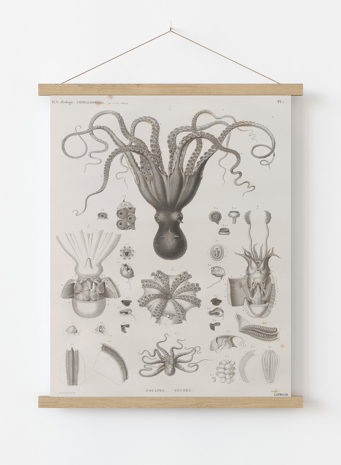 Octopus Natural History Vintage Art Wall Art Print 50x70cm Poster Hanger
