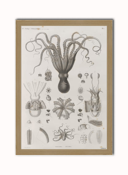 Octopus Natural History Vintage Art Wall Art Print 50x70cm Light Wood Frame