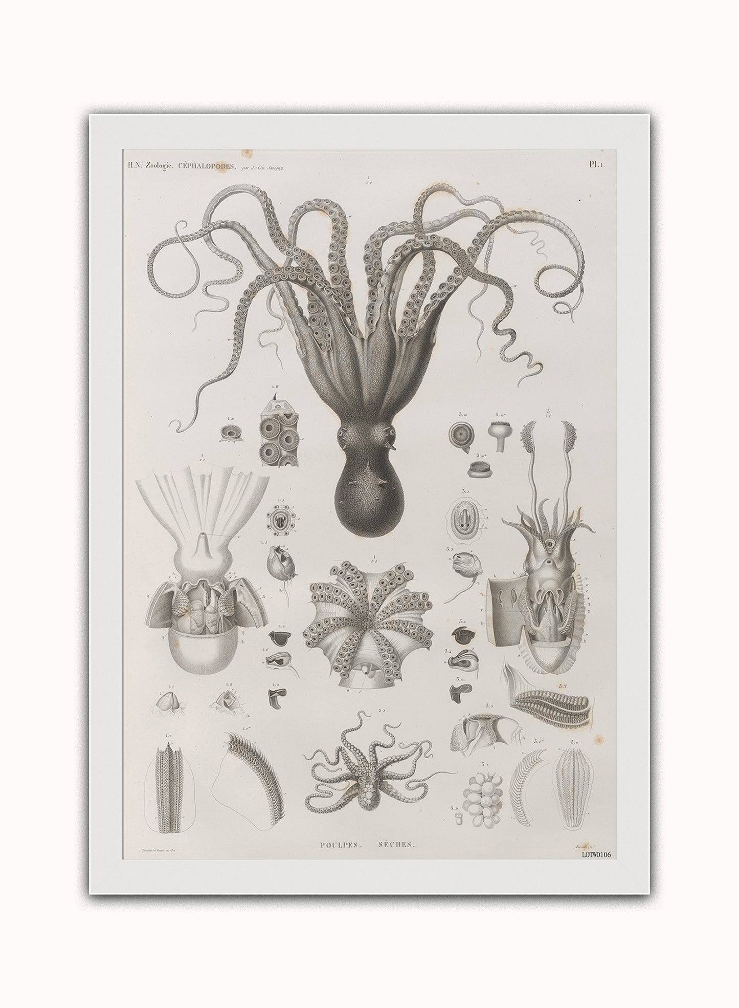 Octopus Natural History Vintage Art Wall Art Print 50x70cm White Frame