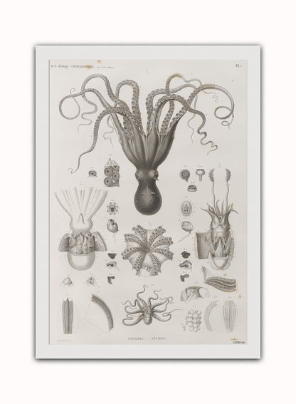 Octopus Natural History Vintage Art Wall Art Print 50x70cm White Frame
