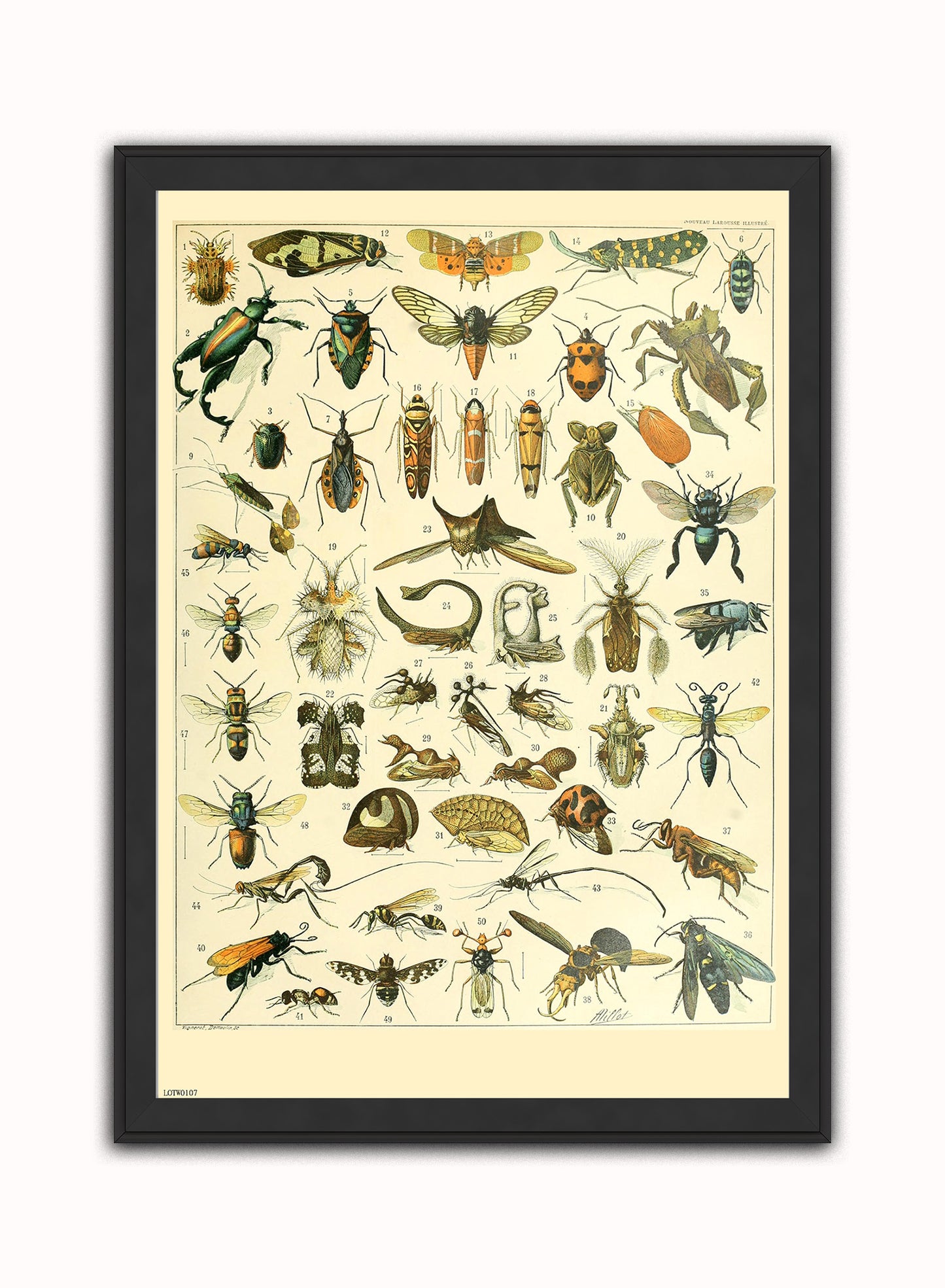 Bugs Natural History Vintage Art Wall Art Print 50x70cm Black Frame