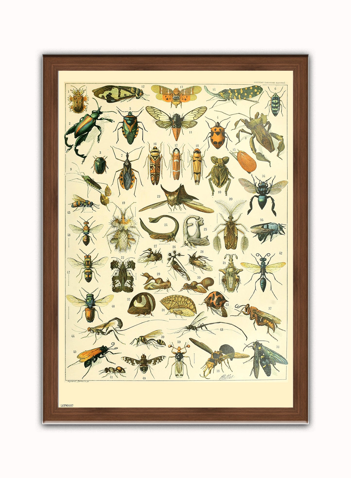 Bugs Natural History Vintage Art Wall Art Print 50x70cm Dark Wood Frame