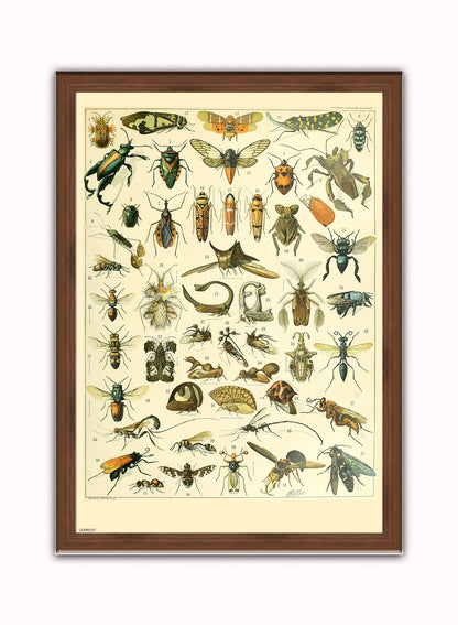 Bugs Natural History Vintage Art Wall Art Print 50x70cm Dark Wood Frame
