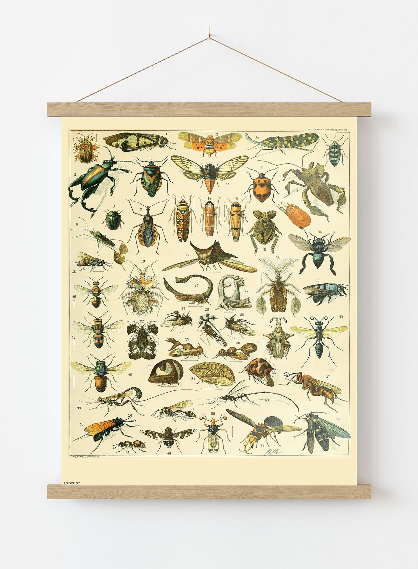 Bugs Natural History Vintage Art Wall Art Print 50x70cm Poster Hanger