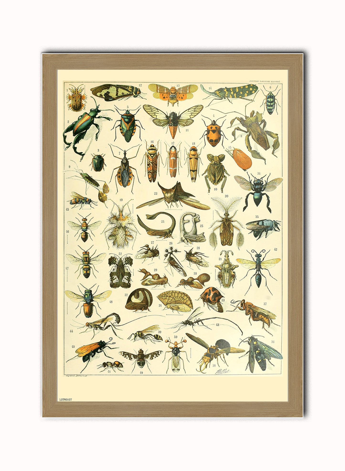 Bugs Natural History Vintage Art Wall Art Print 50x70cm Light Wood Frame