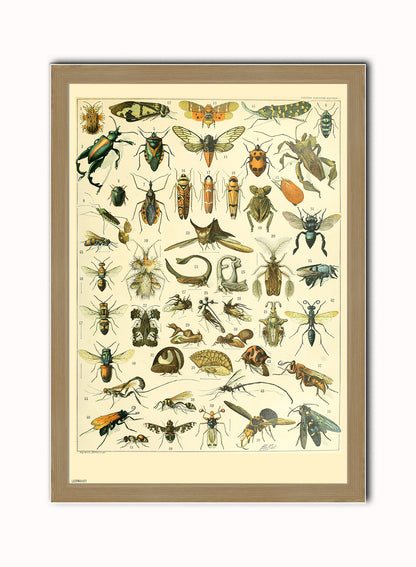 Bugs Natural History Vintage Art Wall Art Print 50x70cm Light Wood Frame