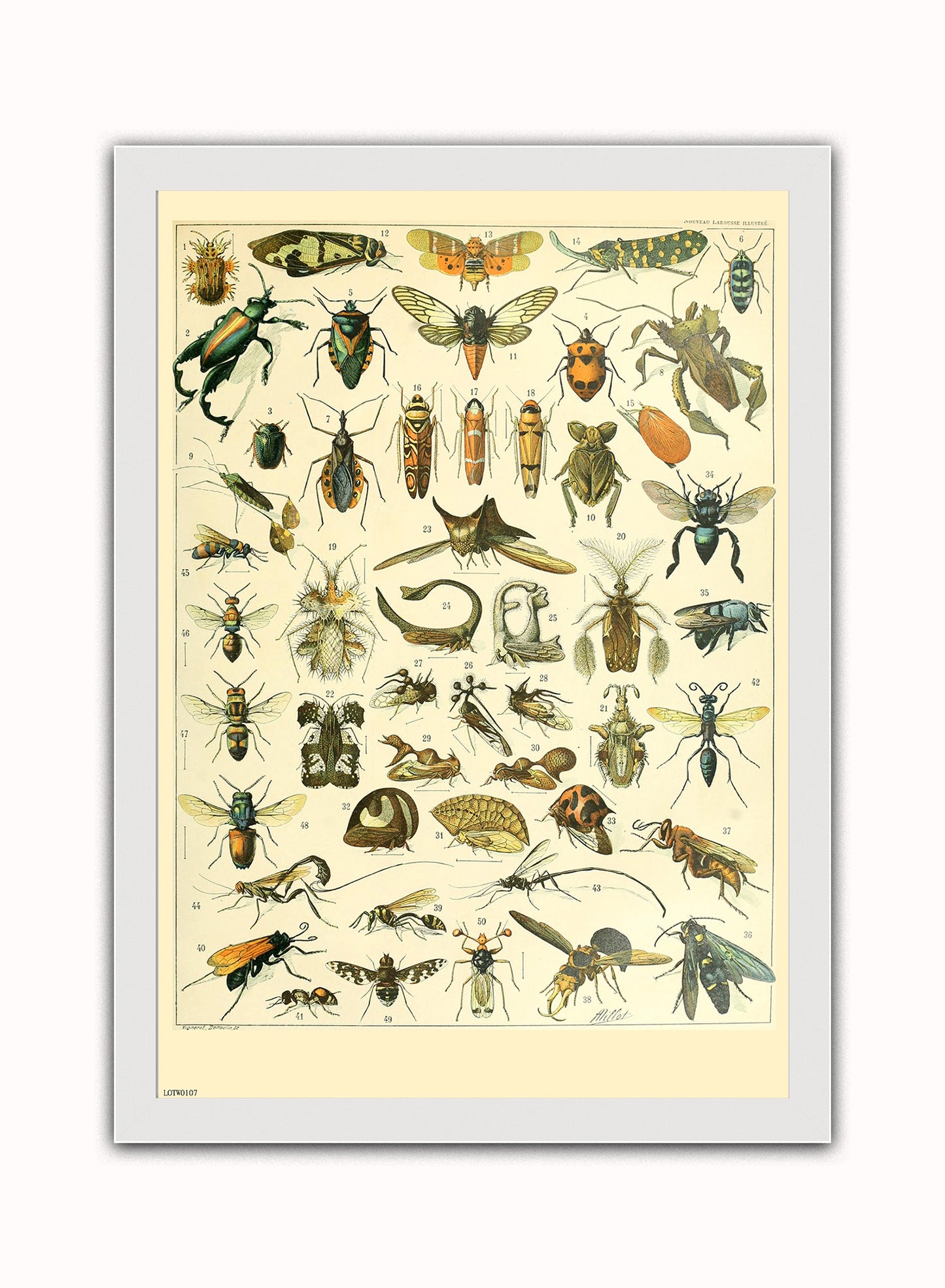 Bugs Natural History Vintage Art Wall Art Print 50x70cm White Frame