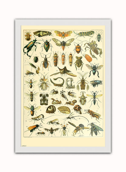 Bugs Natural History Vintage Art Wall Art Print 50x70cm White Frame