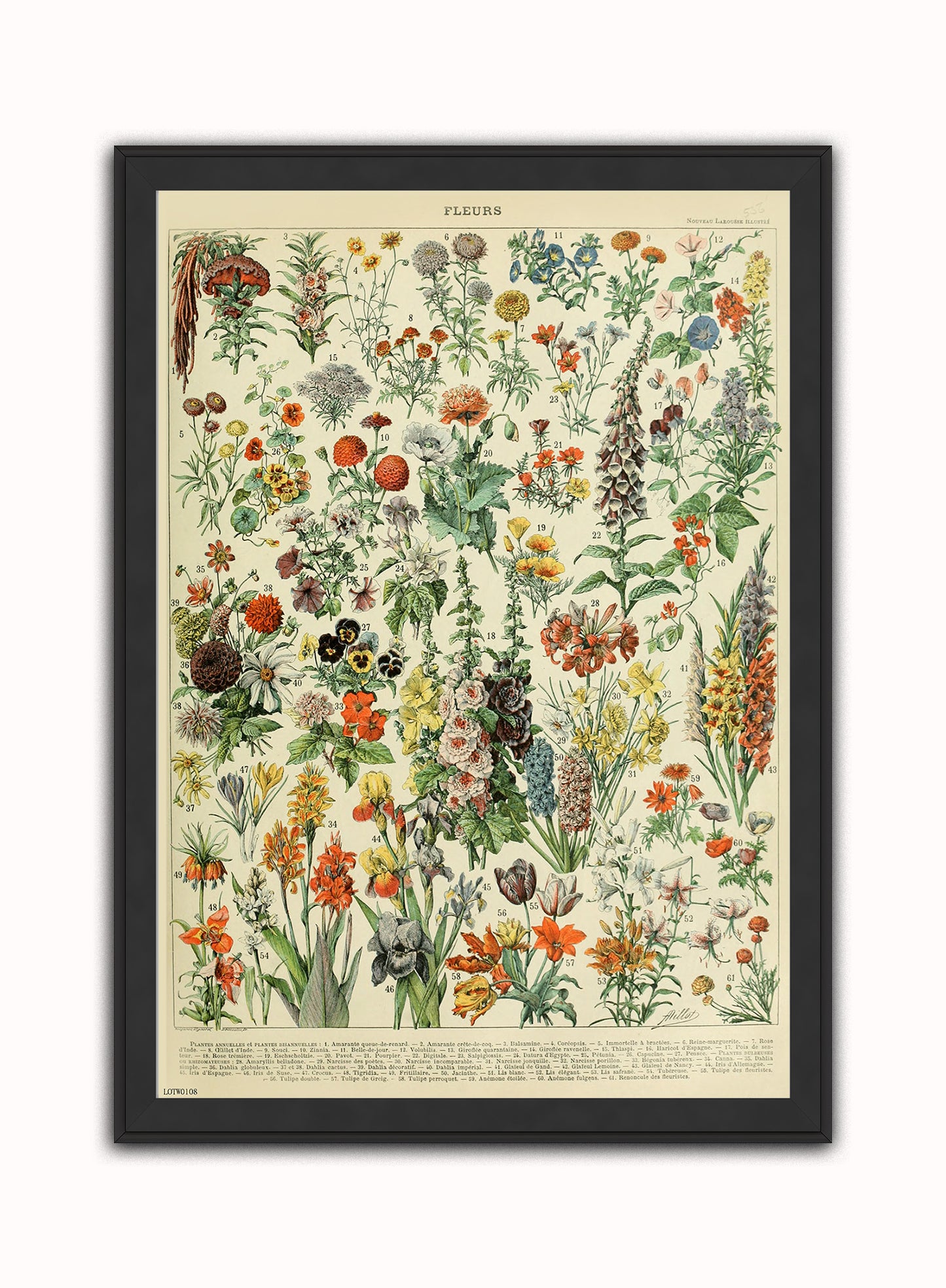 Flowers Natural History Botanical Wall Art Print 50x70cm Black Frame