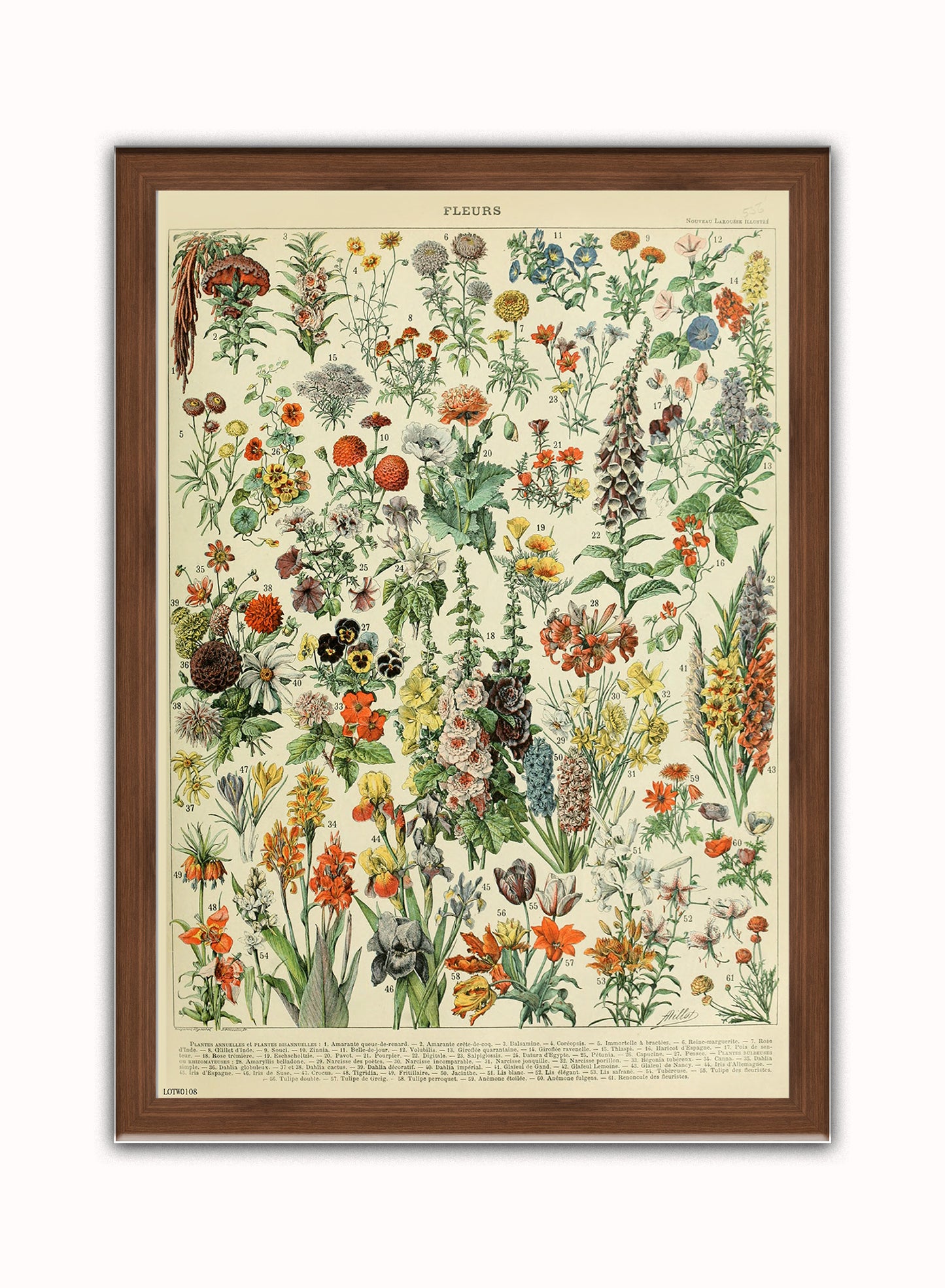 Flowers Natural History Botanical Wall Art Print 50x70cm Dark Wood Frame