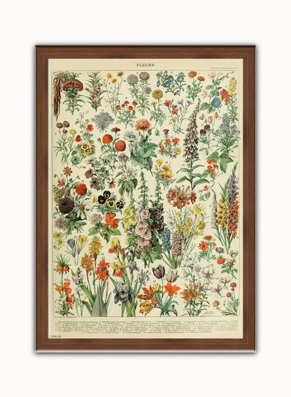 Flowers Natural History Botanical Wall Art Print 50x70cm Dark Wood Frame