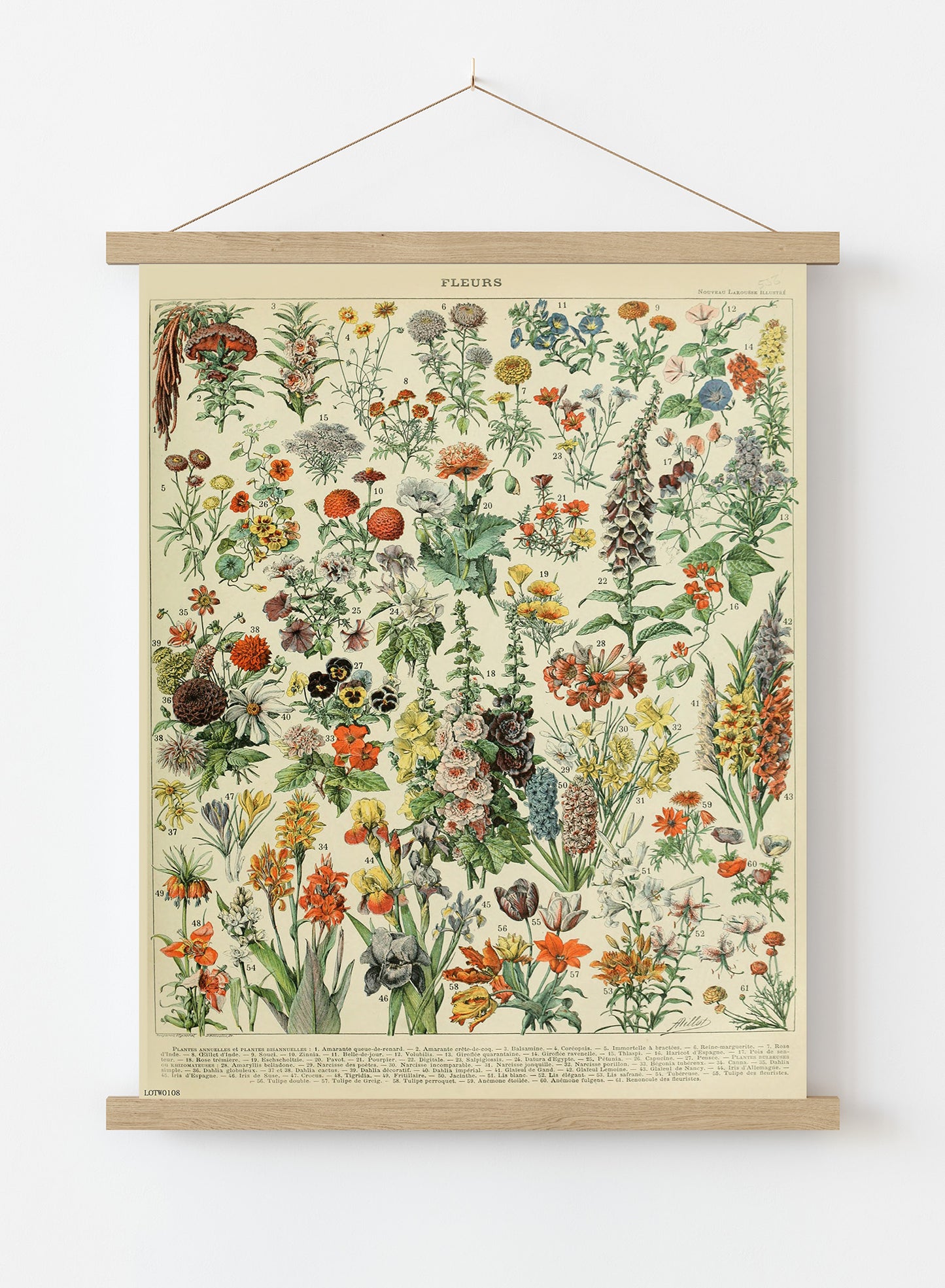 Flowers Natural History Botanical Wall Art Print 50x70cm Poster Hanger