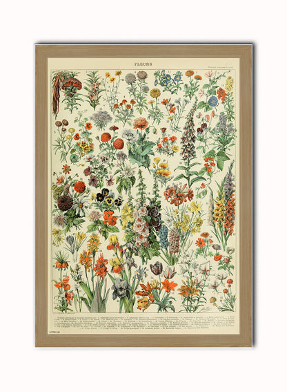 Flowers Natural History Botanical Wall Art Print 50x70cm Light Wood Frame