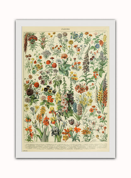 Flowers Natural History Botanical Wall Art Print 50x70cm White Frame