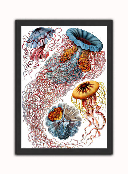 Jellyfish Vintage Art Wall Art Print 50x70cm Black Frame
