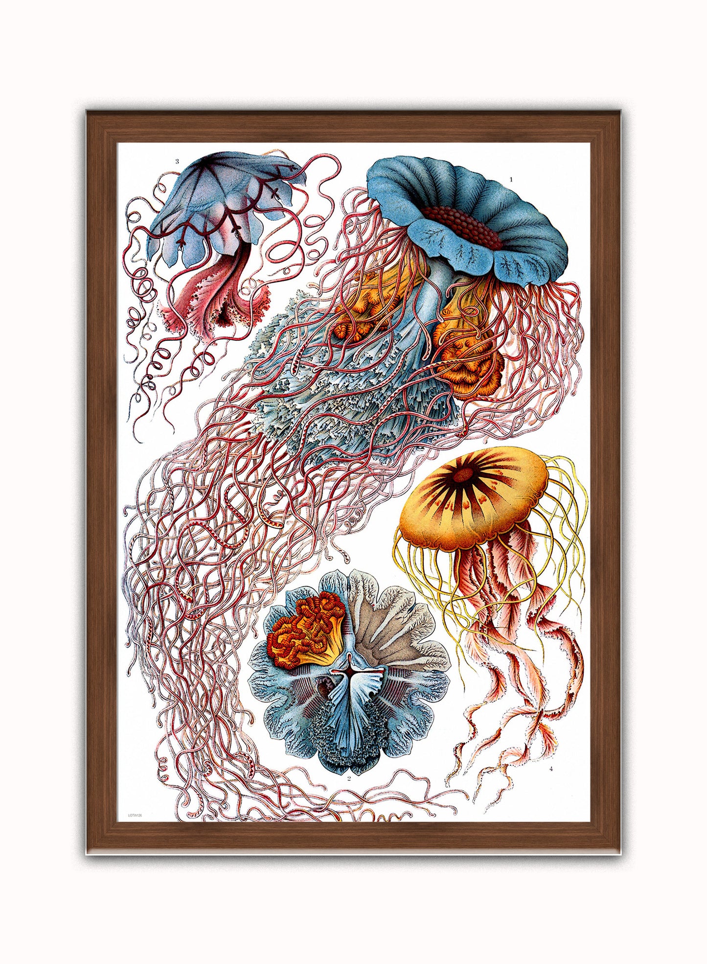 Jellyfish Vintage Art Wall Art Print 50x70cm Dark Wood Frame