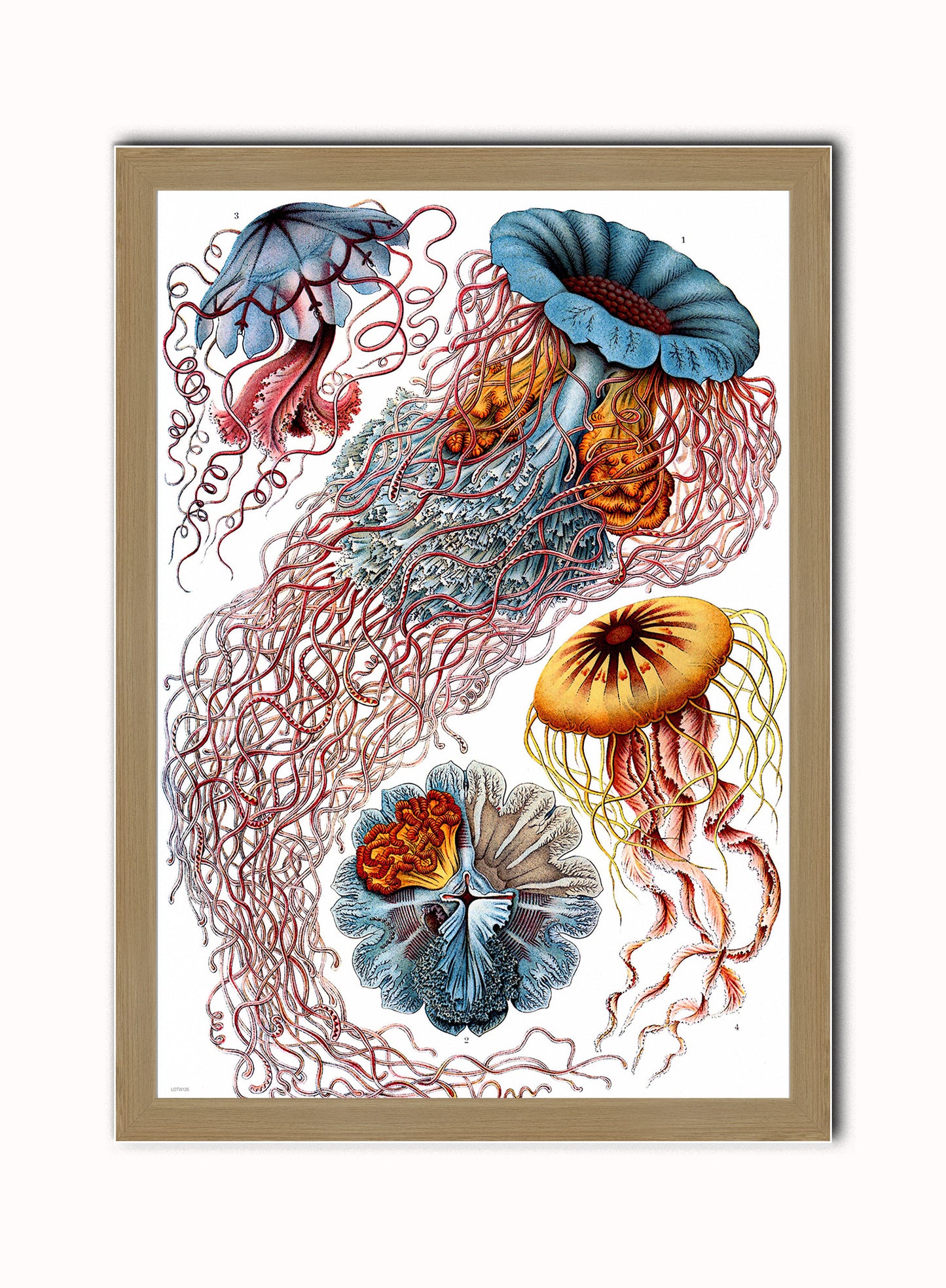 Jellyfish Vintage Art Wall Art Print 50x70cm Light Wood Frame