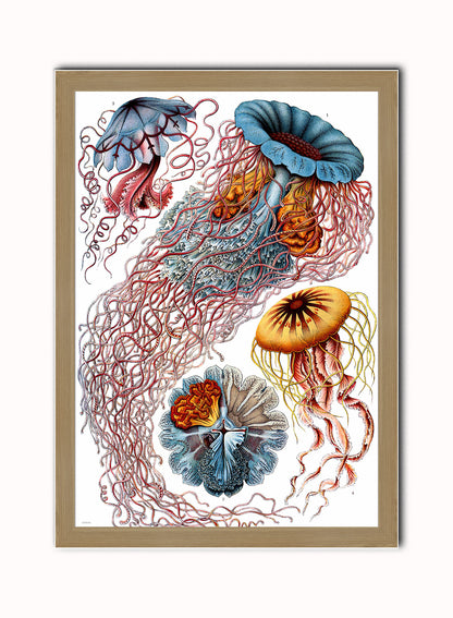 Jellyfish Vintage Art Wall Art Print 50x70cm Light Wood Frame