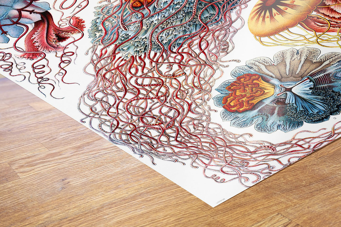 Jellyfish 50x70cm Art Print