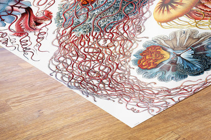 Jellyfish 50x70cm Art Print