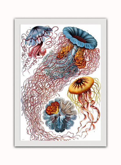 Jellyfish Vintage Art Wall Art Print 50x70cm White Frame