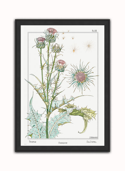 Botanical Print – Maurice Pillard Verneuil. Botanical Wall Art 50x70cm Black Frame