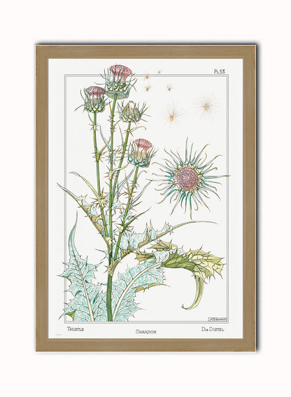 Botanical Print – Maurice Pillard Verneuil. Botanical Wall Art 50x70cm Light Wood Frame