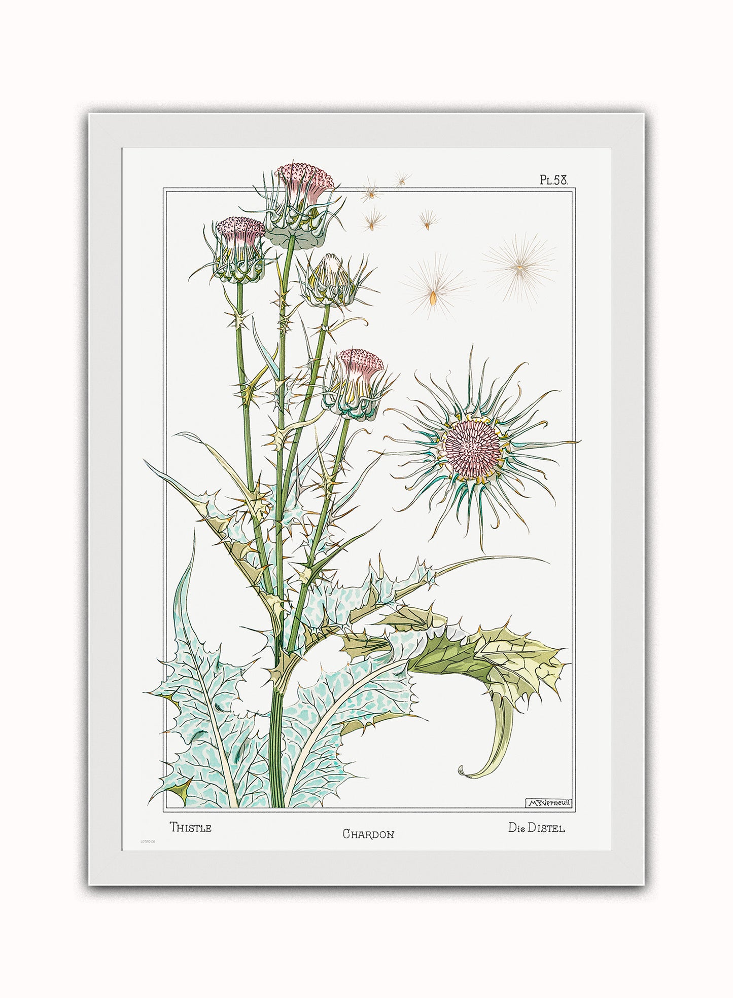 Botanical Print – Maurice Pillard Verneuil. Botanical Wall Art 50x70cm White Frame